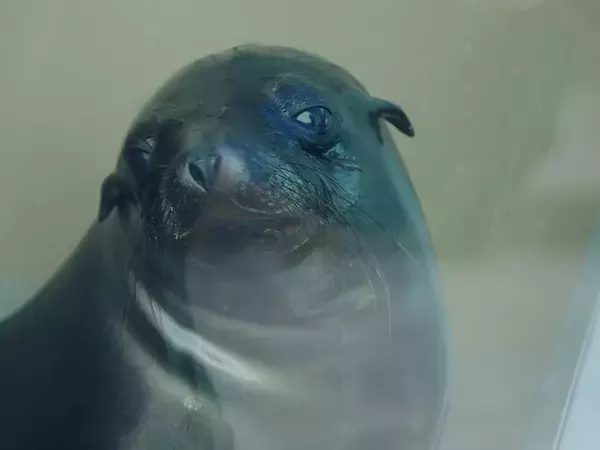 「『ヘブンバーンズレッド』×「サンシャイン水族館」コラボ開催！茅森＆瑞原の音声ガイドで見どころを楽しめる【現地レポ】」の画像