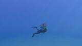 「画面いっぱいに広がるのは…巨大なジンベエザメ！『フォーエバーブルー ルミナス』紹介映像&CMが公開―ダイバーに寄り添う海の生物にも注目」の画像2