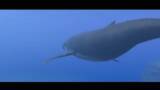 「画面いっぱいに広がるのは…巨大なジンベエザメ！『フォーエバーブルー ルミナス』紹介映像&CMが公開―ダイバーに寄り添う海の生物にも注目」の画像3
