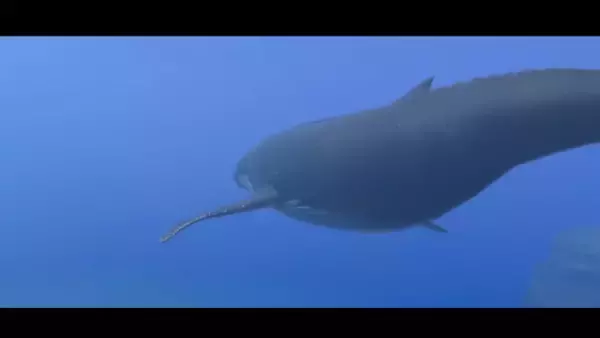 「画面いっぱいに広がるのは…巨大なジンベエザメ！『フォーエバーブルー ルミナス』紹介映像&CMが公開―ダイバーに寄り添う海の生物にも注目」の画像