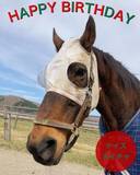 「元競走馬「ナイスネイチャ」、本日4月16日で34歳に！ 浦河渡辺牧場、元気に走る勇姿を動画で公開」の画像1