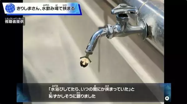 「『トモコレ』新作の“きりしま先輩”、なぜトレンド入り？イケメン枠かと思いきや、「スプリンクラーでシャワー」「水飲み場で挟まる」など全てを持っていく」の画像