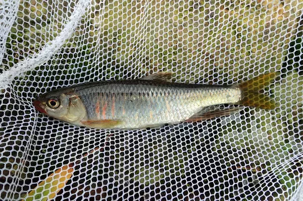 「雑魚のくせして超キレイ！『あつまれ どうぶつの森』で釣れるオイカワってどんな魚？【平坂寛の『あつ森』博物誌】」の画像