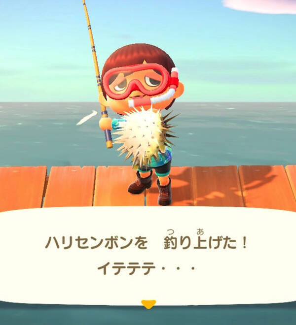 実は 針三百本 あつまれ どうぶつの森 で釣れるハリセンボンってどんな魚 平坂寛の あつ森 博物誌 年7月30日 エキサイトニュース