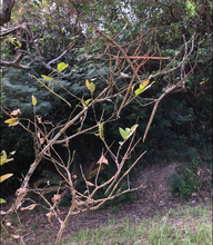 擬態の名手！『あつまれ どうぶつの森』に登場するナナフシをリアルで探す大変さについて【平坂寛の『あつ森』博物誌】