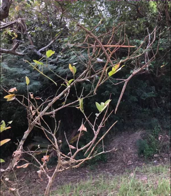 擬態の名手！『あつまれ どうぶつの森』に登場するナナフシをリアルで探す大変さについて【平坂寛の『あつ森』博物誌】