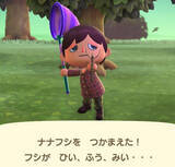 「擬態の名手！『あつまれ どうぶつの森』に登場するナナフシをリアルで探す大変さについて【平坂寛の『あつ森』博物誌】」の画像2