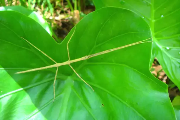 「擬態の名手！『あつまれ どうぶつの森』に登場するナナフシをリアルで探す大変さについて【平坂寛の『あつ森』博物誌】」の画像