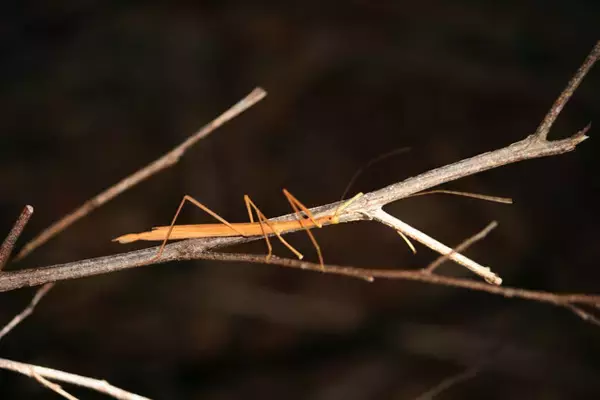 「擬態の名手！『あつまれ どうぶつの森』に登場するナナフシをリアルで探す大変さについて【平坂寛の『あつ森』博物誌】」の画像