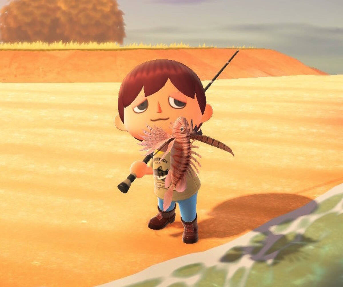 綺麗な魚には毒がある あつまれ どうぶつの森 で釣れる ミノカサゴ ってこんな魚 平坂寛の あつ森 博物誌 年10月29日 エキサイトニュース 綺麗な魚には毒がある あつまれ どうぶつの森 で釣れる ミノカサゴ ってこんな魚 平坂寛の あつ森 博物誌 年10月29日 エキサイトニュース