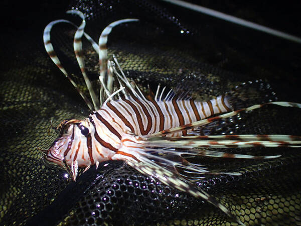 綺麗な魚には毒がある あつまれ どうぶつの森 で釣れる ミノカサゴ ってこんな魚 平坂寛の あつ森 博物誌 年10月29日 エキサイトニュース