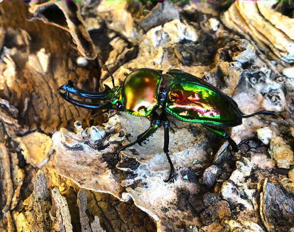 なぜ虹色 あつまれ どうぶつの森 で採れる ニジイロクワガタ ってどんな虫 平坂寛の あつ森 博物誌 21年6月11日 エキサイトニュース