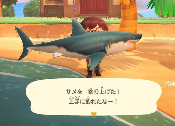 正体は ザメ あつまれ どうぶつの森 で釣れる サメ ってこんな魚 平坂寛の あつ森 博物誌 21年6月24日 エキサイトニュース