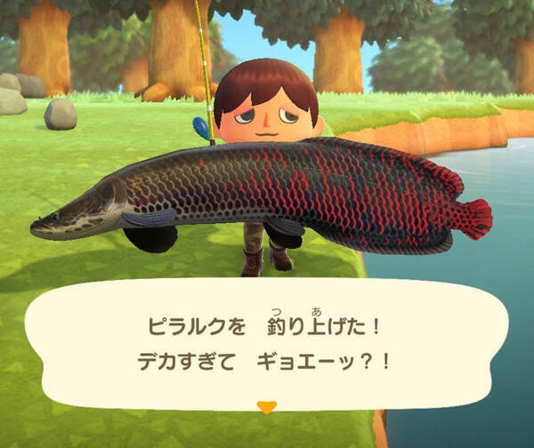 デカすぎてギョエーッ あつまれ どうぶつの森 で釣れる ピラルク ってどんな魚 平坂寛の あつ森 博物誌 21年7月1日 エキサイトニュース