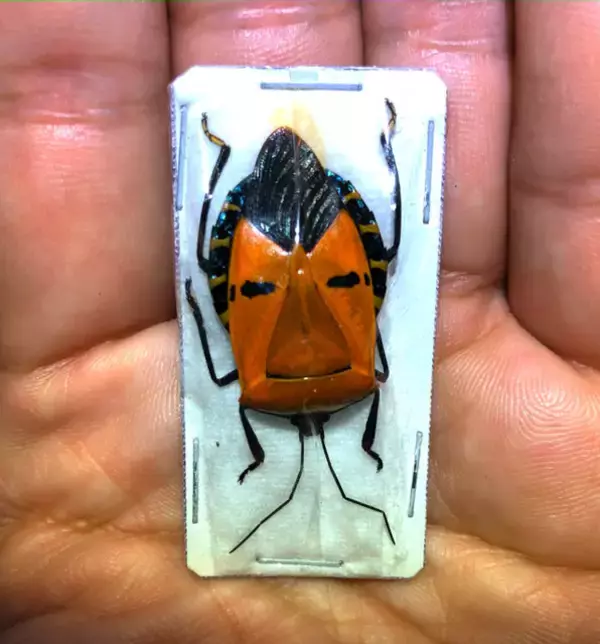 「リーゼントヘア…に見えません？『どうぶつの森』に登場する「ジンメンカメムシ」って何者？」の画像