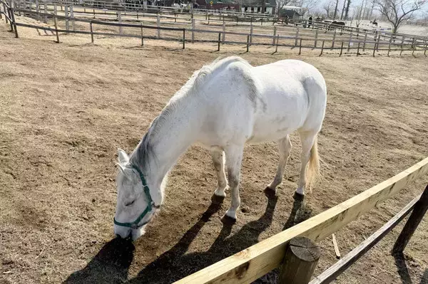 「【レポ】ワープポイントで気がついたらマザー牧場に？！『原神』オフラインイベント「月の在処へ」を満喫したい人に向けた完全攻略レポート」の画像
