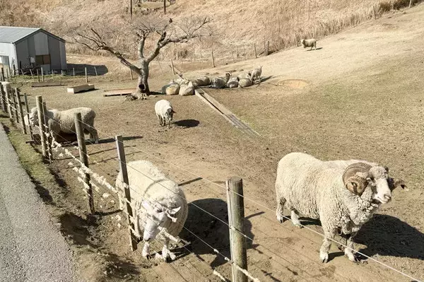 「【レポ】ワープポイントで気がついたらマザー牧場に？！『原神』オフラインイベント「月の在処へ」を満喫したい人に向けた完全攻略レポート」の画像