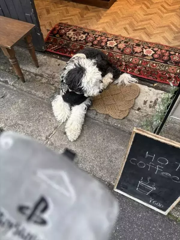 「「ぬい活」ってなに！？気になっているけどまだ未体験のあなたに、2ステップで始められるライトな推し活のススメ【年末年始特集】」の画像