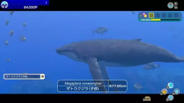 「Wiiの名作海中散策ADVに最新作登場！最大30人で泳げる『フォーエバーブルー ルミナス』5月2日発売決定【Nintendo Direct 2024.2.21】」の画像