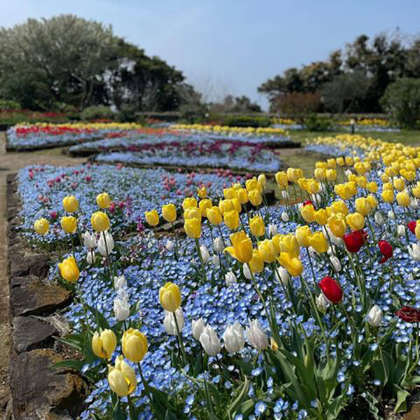 大型連休に行きたい ネモフィラが見られる全国のお花畑スポット4選 青い絨毯みたいな絶景にうっとり 22年4月29日 エキサイトニュース