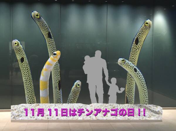 大人気のあの生き物が館内をジャック すみだ水族館3日間限定の チンアナゴまつり が楽しそう 17年10月16日 エキサイトニュース