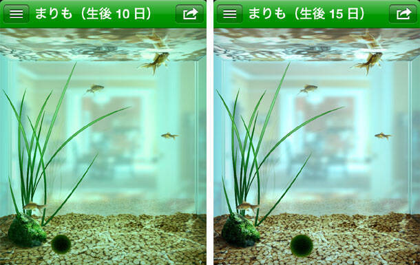 観察日記 まりも を育て始めてはや半年 こんなに大きくなりました 14年8月12日 エキサイトニュース