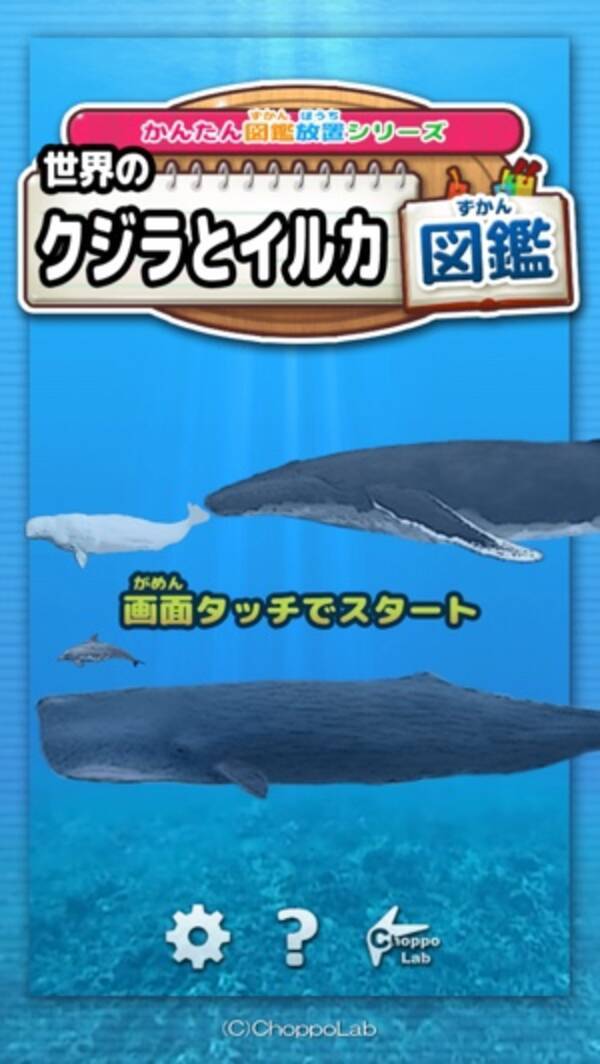 ダンダラカマイルカって何 人気種からレア物まで揃う 世界のクジラとイルカ図鑑 15年5月11日 エキサイトニュース