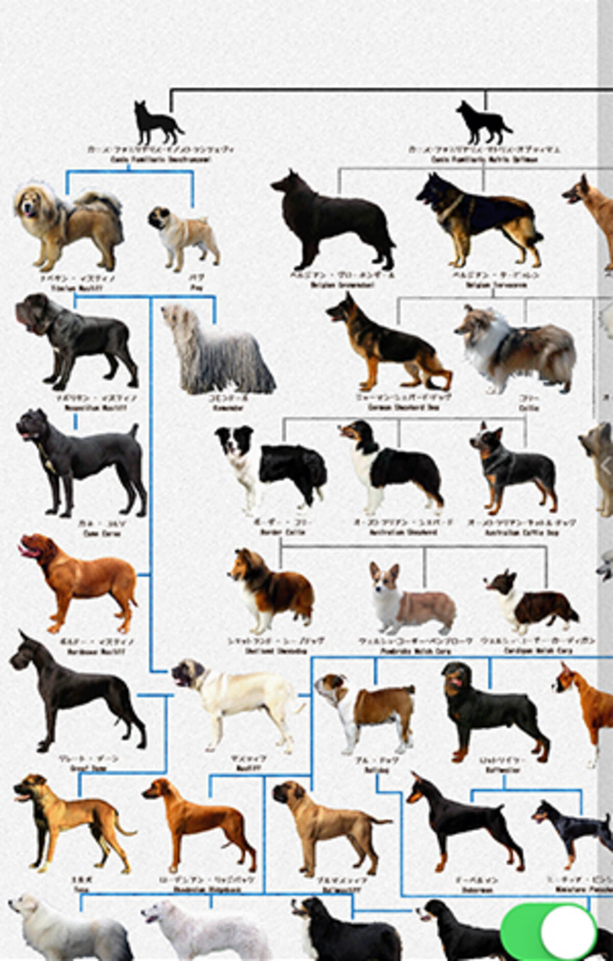 画面ぎっしりに犬 わかりやすい系統図でみる 犬図鑑 が楽しい 15年8月27日 エキサイトニュース