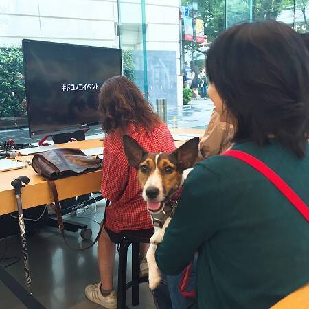 犬猫の魅力がいっぱい 糸井重里さん開発 犬猫sns ドコノコ のユーザーオフ会に参加してきました 16年8月30日 エキサイトニュース
