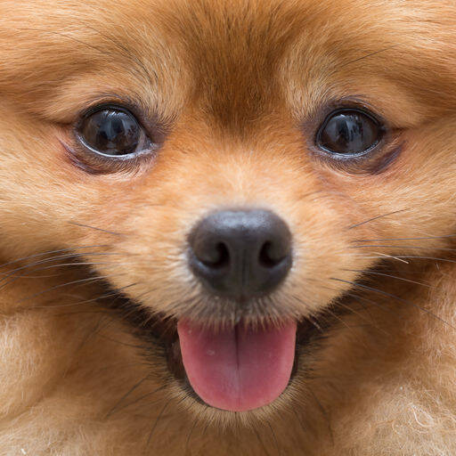 今日の無料アプリ 1円 無料 犬の写真を撮りやすくしてくれるカメラアプリ Wagcam 他 2本を紹介 18年11月21日 エキサイトニュース