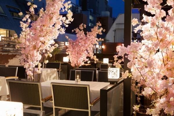 ひと足早い夜桜気分で こたつ女子会 はいかが 春限定 桜ガーデンテラス が赤坂見附にopen 19年3月8日 エキサイトニュース