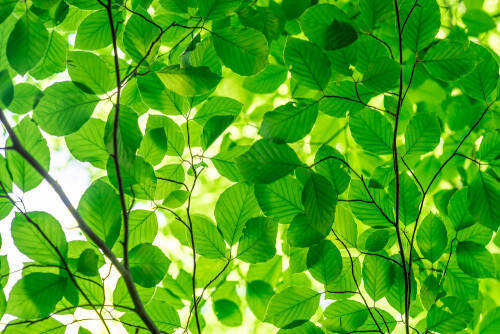 5月 6月生まれの男の子にオススメ 季語 誕生石 にちなんだ名前集 18年5月28日 エキサイトニュース 5月 6月生まれの男の子にオススメ 季語 誕生石 にちなんだ名前集 18年5月28日 エキサイトニュース