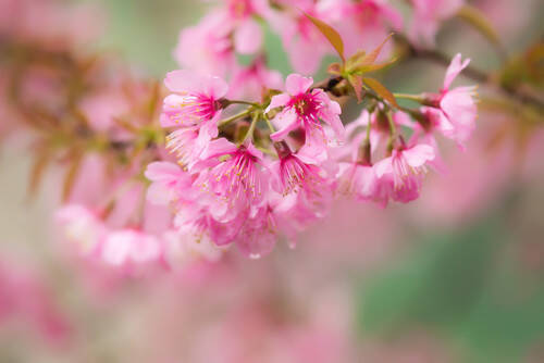 令和ベビー 6月生まれの女の子 古風な名前アイディア 選 19年6月5日 エキサイトニュース