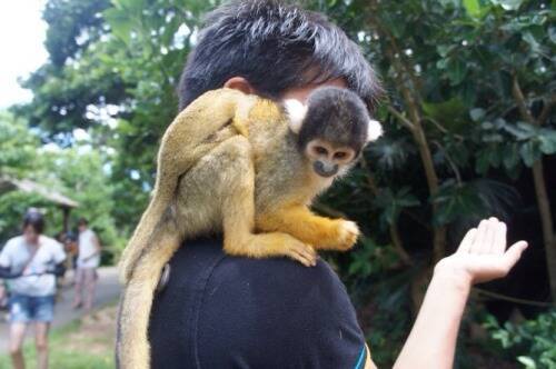 ちょっと映画やアニメの主人公気分が味わえる リスザルの森 14年7月日 エキサイトニュース