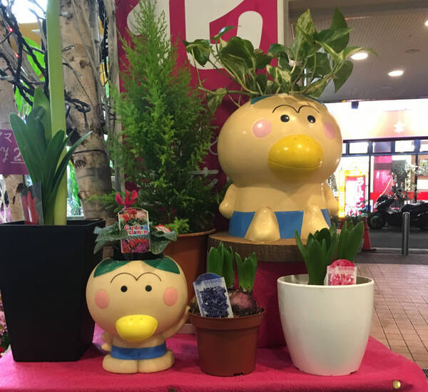 街角で発見 巷で人気の品薄 はなかっぱ鉢 01 パパパラッチ 18年2月8日 エキサイトニュース