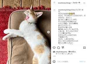 石田ゆり子、お別れした子猫“ちびた”の現在　新しい名前を授かり先住猫とも仲良しに「可愛いがられて幸せそう」