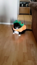 なに撮ってるニャ　ハロウィーンのコスプレがイヤ過ぎて後ずさりする猫さん