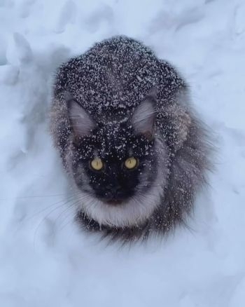 降り積もる雪の中に佇む猫