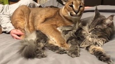 猫を毛づくろいするカラカル