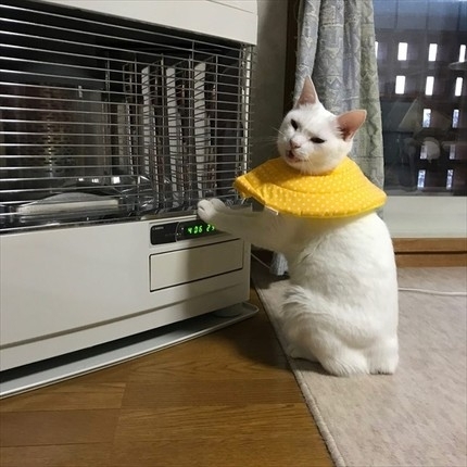 ストーブの温度を上げてほしい猫