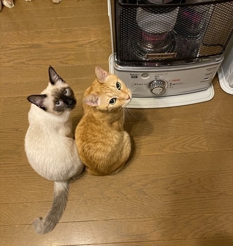 ストーブの前でシンクロする猫たち