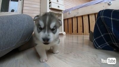 甘え声で行進するハスキーの子犬