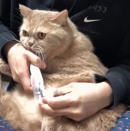 爪を切られたくない猫と切りたい飼い主の戦い