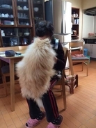 ドデカがかわいい！　おばあちゃんが飼ってた「どでかポメラニアン」が思わず2度見するサイズ感