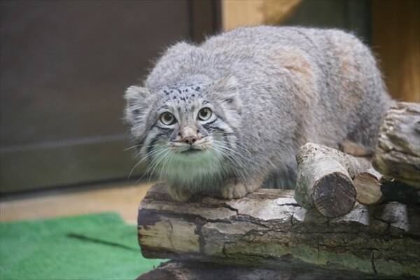 モフかわなマヌルネコきょうだいが神戸にお引越し　那須どうぶつ王国での公開は2月24日まで