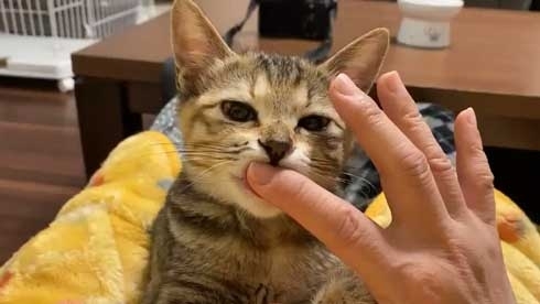 指をおしゃぶりする子猫