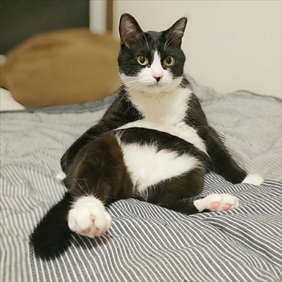 くつしたとぱんつをはいた猫?