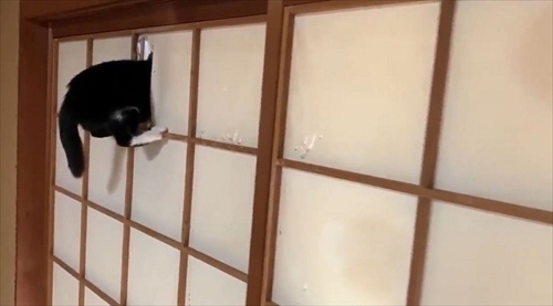 見事な身体能力で障子を破る子猫