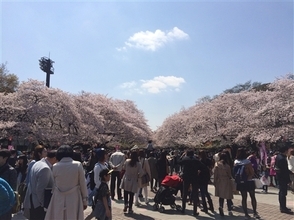 東京都、長時間の花見はやめるよう要請　「人混みを避け、咳エチケット心掛けて」