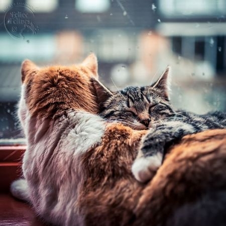 体を寄せ合い窓を眺めるネコ